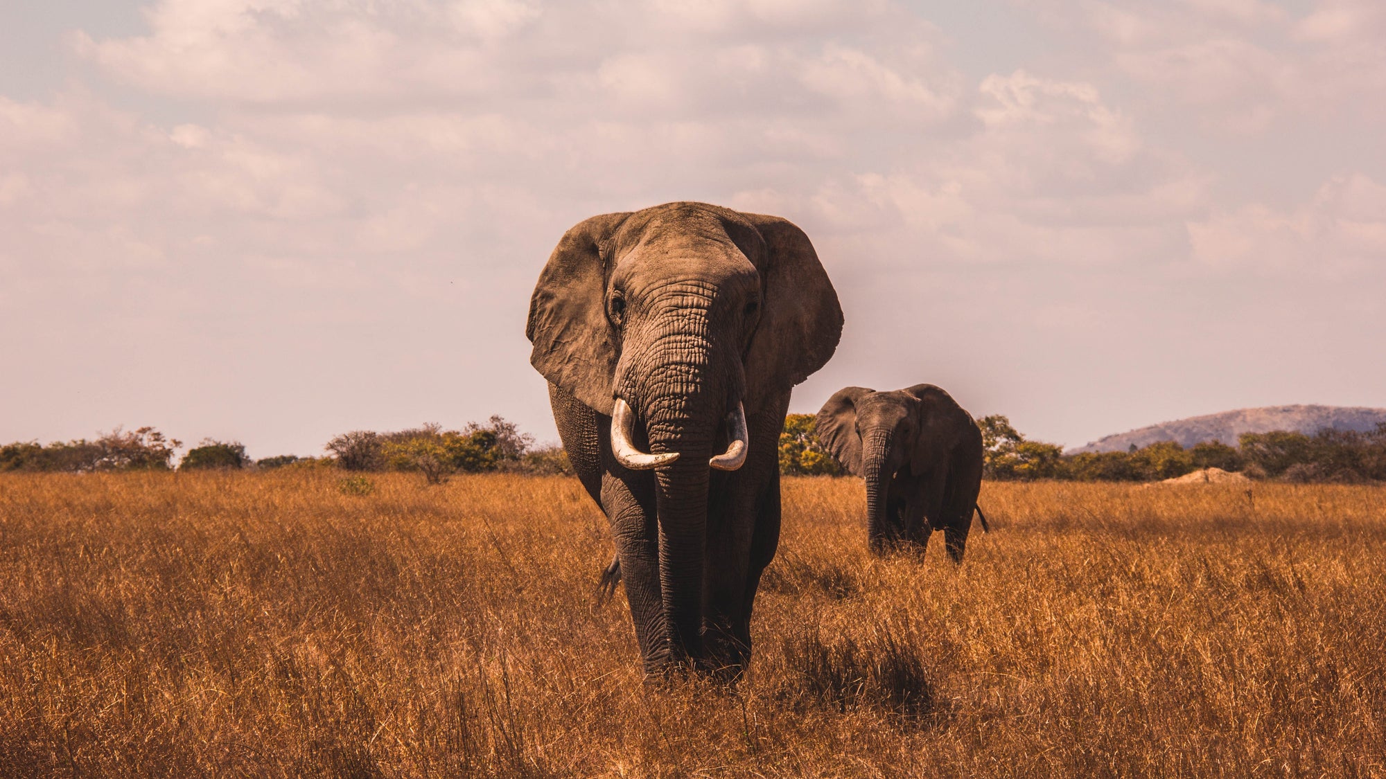 Introducing our conservation partners