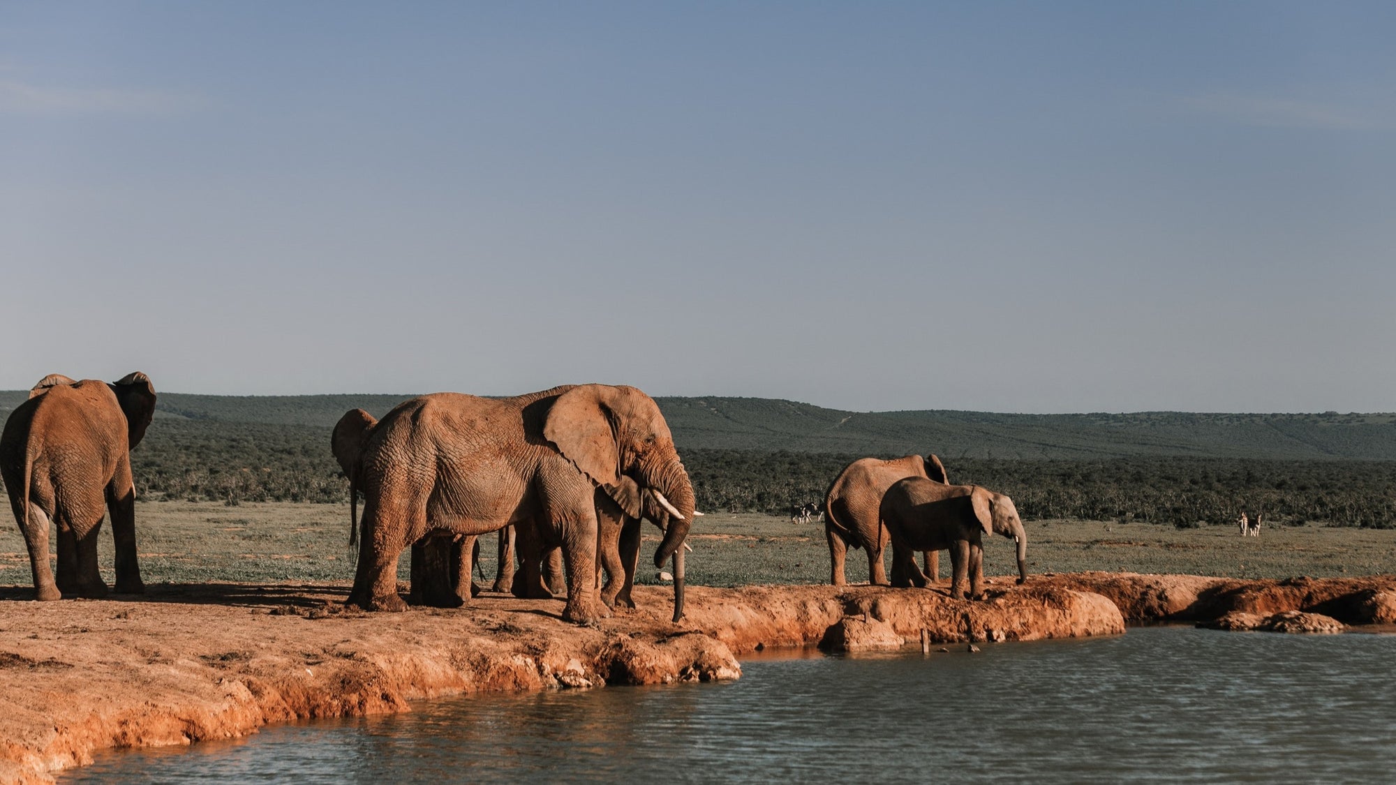 African elephant walks through the plains.