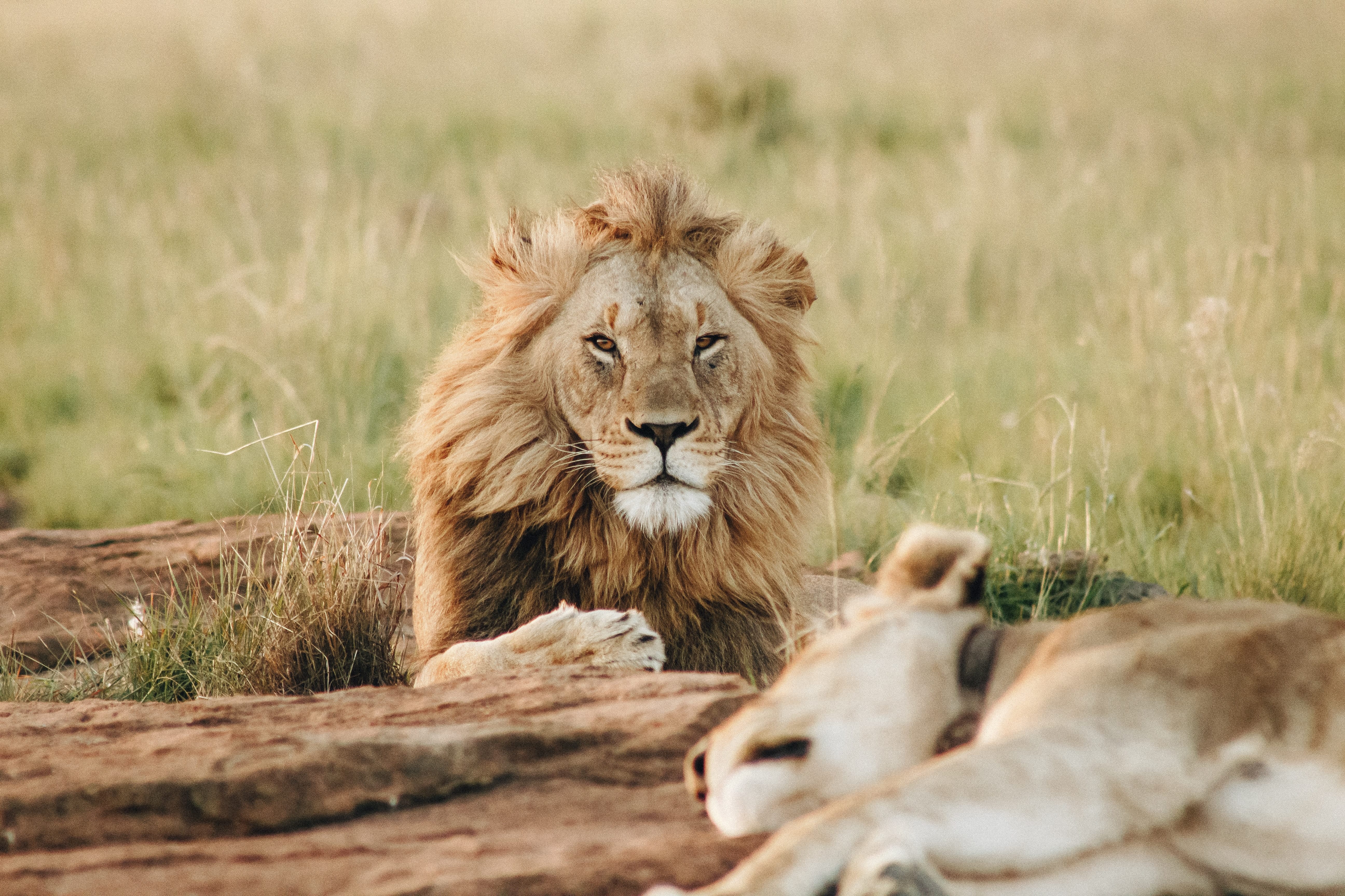 A male lion sits up whilst a lioness sleeps next to him in Africa.
