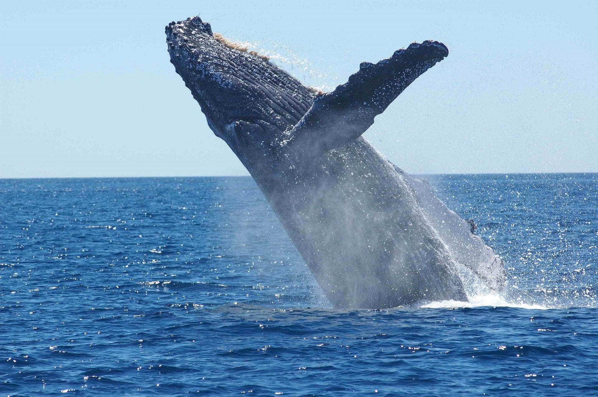 A whale rises out of the blue ocean.